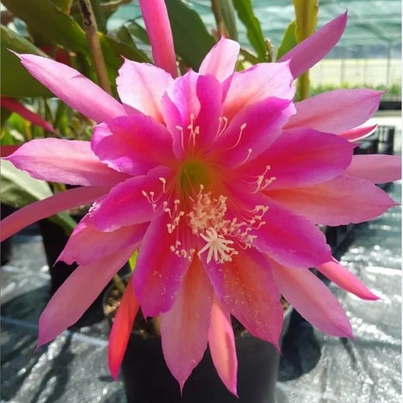 “Circus Circus” Epiphyllum Cactus -2 rooted leaves cuttings - Picture 1 of 5